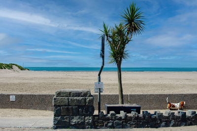 Palm trees on beach against sky