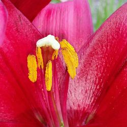 Close-up of pink flower