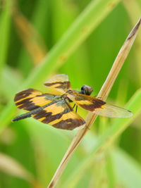 Close-up of insect on plant