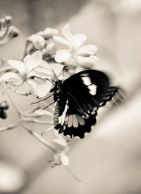 Close-up of butterfly pollinating on flower