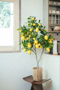 Potted plant on table at home