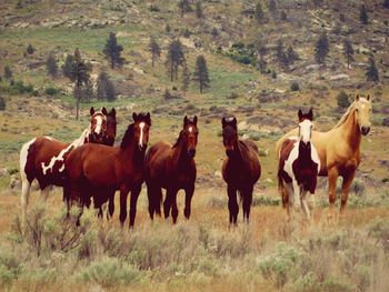 Horses standing on field against trees