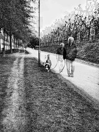 Dog walking on footpath by plants