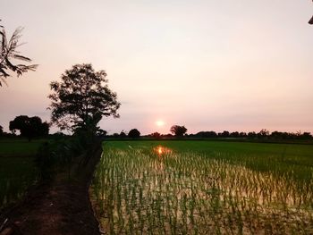 Scenic view of field against sky during sunset