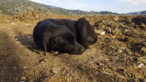 Dog relaxing on field