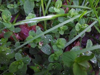 Close-up of wet plant leaves during rainy season