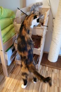 Cat on table at home