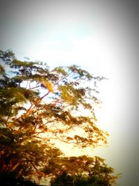 Low angle view of trees against sky