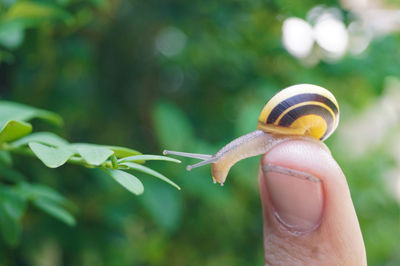 Close-up of cropped hand holding snail