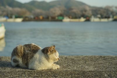 Cat living in