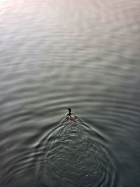 High angle view of bird swimming in lake