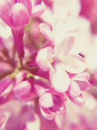 Close-up of pink flowers