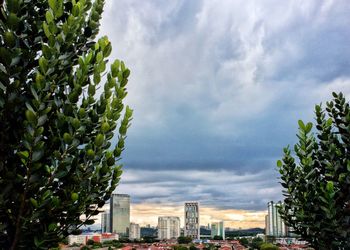 Trees and buildings against sky