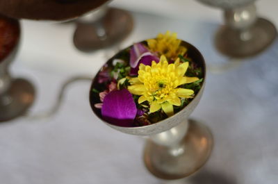 Close-up of yellow flower