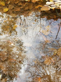 Reflection of trees in water