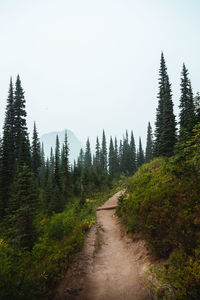 Pine trees in forest against sky