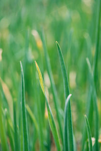 Close-up of crops growing on field