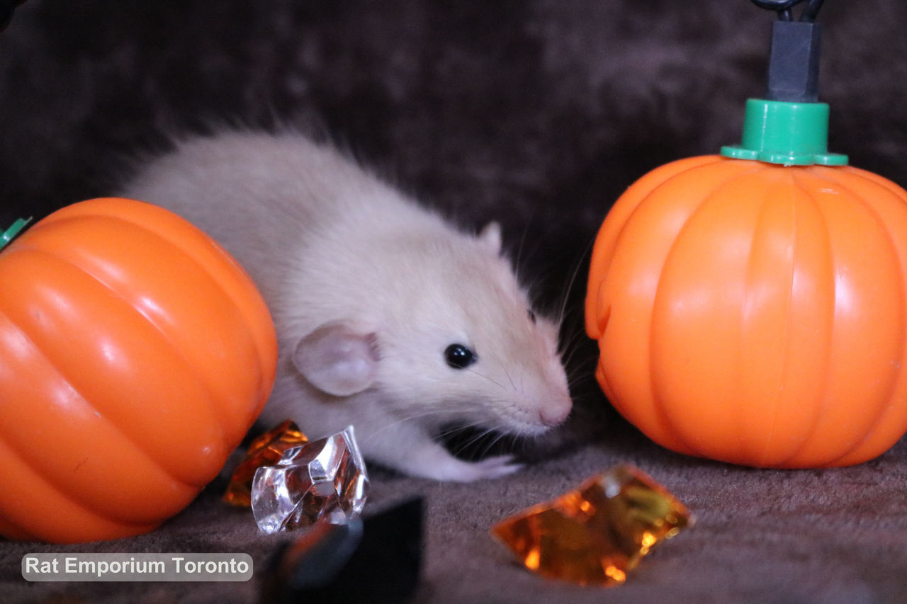 CLOSE-UP OF PUMPKIN AND PUMPKINS ON ORANGE