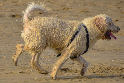 View of dog walking on land