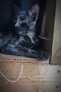 Black cat lying on floor at home