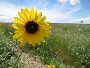 Close-up of sunflower on field