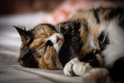 Close-up of cat relaxing at home