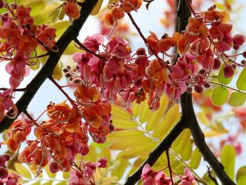 Close-up of cherry blossoms in spring