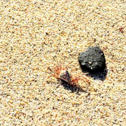 High angle view of crab on sand