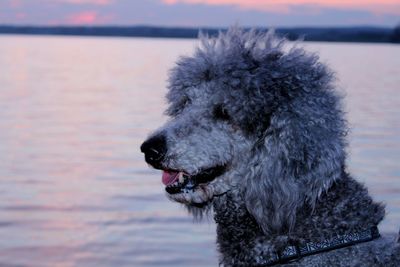 Close-up of dog on river during winter