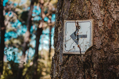 Close-up of text on tree trunk