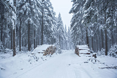 Snow covered land and trees against sky