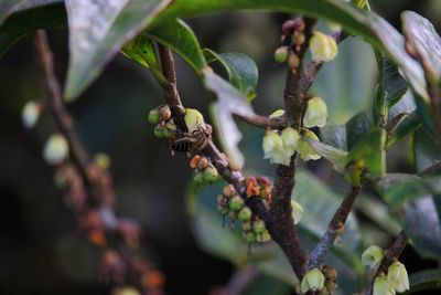 Close-up of fresh green plant