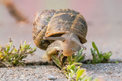 Close-up of snail on rock