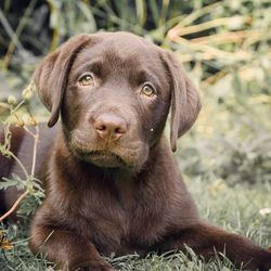 Close-up of brown labrador retriever sitting on field