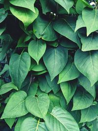 Full frame shot of green leaves