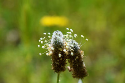 Close-up of white flowering plant