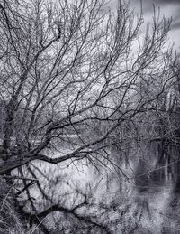 Full frame shot of bare tree