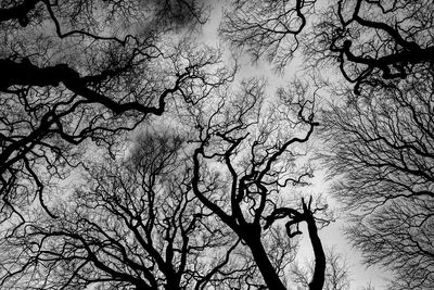 Low angle view of bare trees against sky