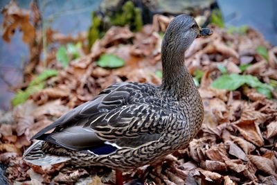 Close-up of a bird on field