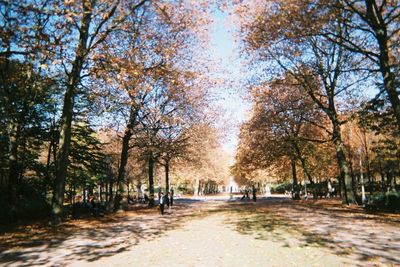 Road passing through forest