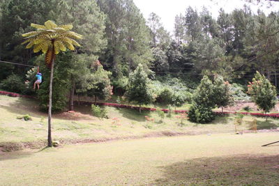 Trees on field in park