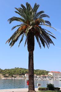 Palm tree by sea against clear sky