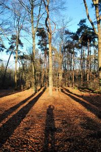 Road passing through forest