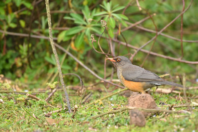 Thrush bird hunting on the ground in bale mountains in ethiopia