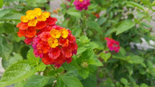 Close-up of fresh red flowers blooming in park