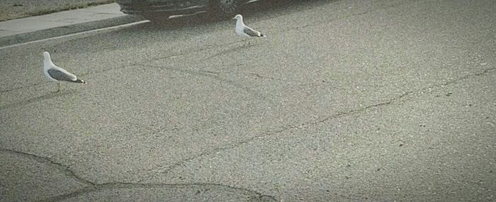 Close-up of bird