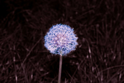 Close-up of fresh dandelion flower in field