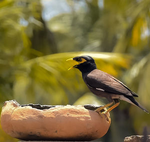 Close-up of bird perching on a leaf