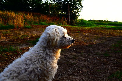 Side view of a dog looking away on field