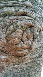 Full frame shot of tree trunk